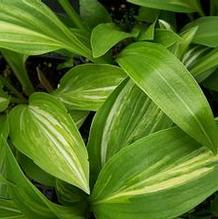 Hosta 'Swoosh'
