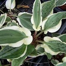 Drimiopsis maculata 'Indonesia Variegated'