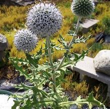 Echinops sphaerocephalus ''icy blue-white''