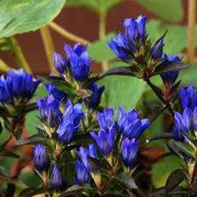 Gentiana x 'True Blue'