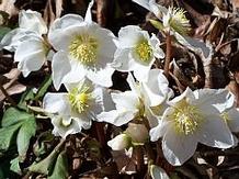 Helleborus niger