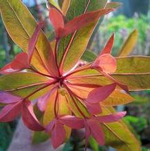 Euphorbia griffithii 'Fire Charm'