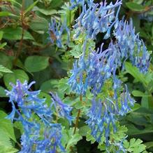 Corydalis elata