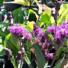 Vernonia missurica