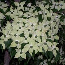 Cornus kousa 'Summer Stars'