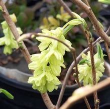 Corylopsis glabrescens