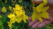 Hemerocallis 'Corky'
