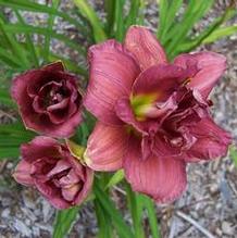 Hemerocallis 'Shamrock Double Grape'