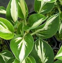 Hosta 'Americana'