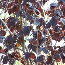 Corylus maximus 'Purpureus'