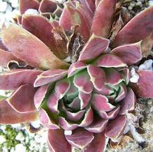 Jovibarba heuffelii 'Chocoletto'