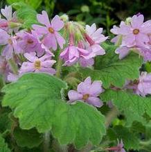 Primula kisoana