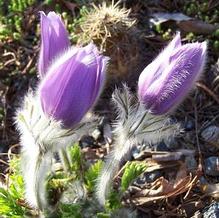 Pulsatilla vulgaris