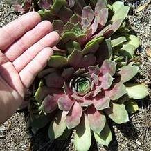 Sempervivum 'Imperial'