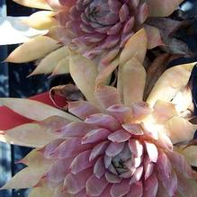 Sempervivum 'Flamingo'