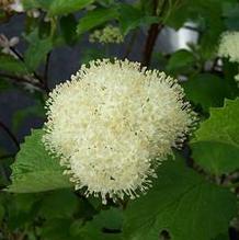 Viburnum dentatum 'Moonglow'