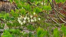 Enkianthus perulatus 'Compactus'