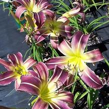 Hemerocallis 'Prince of Purple'