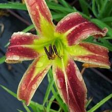 Hemerocallis 'Santa's Pants'