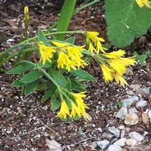 Cyrtanthus breviflorus