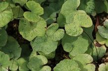 Jeffersonia dubia 'Variegata'