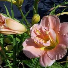 Hemerocallis 'Mother Superior'
