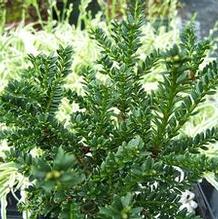 Taxus baccata 'Fowle'