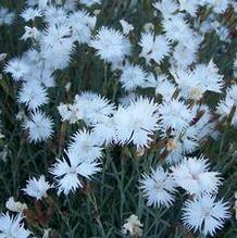 Dianthus arenarius 'Snow Flurry'