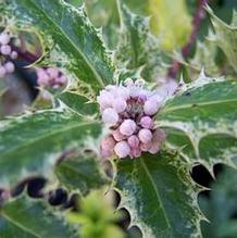 Ilex aquifolium 'Ron's Variegated'