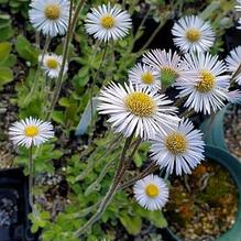 Erigeron pulchellus var. pulchellus 'Lynnhaven Carpet'