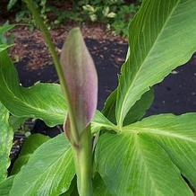 Pinellia x 'Polly Spout'