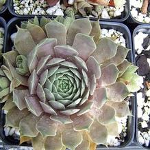 Sempervivum 'Pacific Blue Ice'