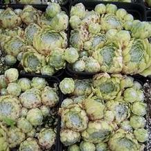 Sempervivum arachnoideum 'Laggeri'