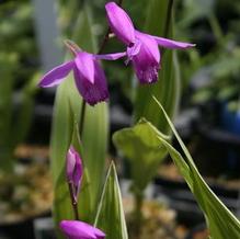 Bletilla striata 'Variegata'