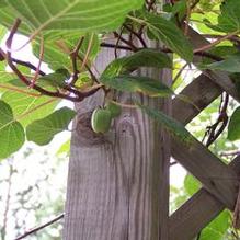 Actinidia kolomkitka 'Arctic Beauty (FEMALE)'