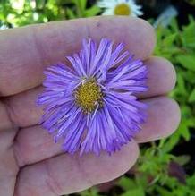 Erigeron speciosus 'Azure Fairy'