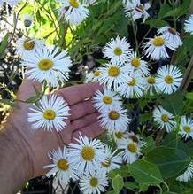 Erigeron speciosus 'Schneewittchen'
