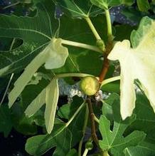 Ficus carica 'Jolly Tiger'