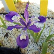 Iris cristata 'Dash It All'