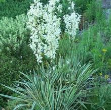 Yucca filamentosa 'Bright Edge'