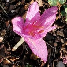 Colchicum x agrippinum