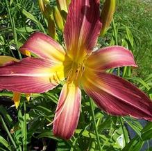 Hemerocallis 'Olallie VT x Kindly Light'