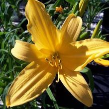 Hemerocallis littorea