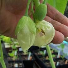 Podophyllum pleianthum 'Snowfall'