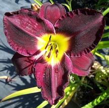 Hemerocallis 'Bela Lugosi'