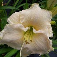 Hemerocallis 'Early Snow'