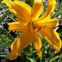 Hemerocallis 'Jersey Spider'
