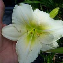 Hemerocallis 'Nanuq'