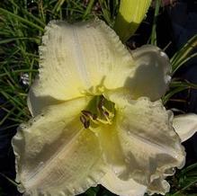 Hemerocallis 'Olallie Brother Byron'