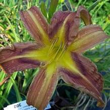 Hemerocallis 'Quilt Patch'